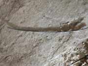 Dachleiste links BMW 5 (E39) 530 d