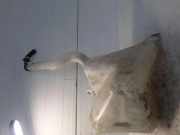 Fensterwaschtank PEUGEOT BOXER Furgon (230L) 2.8 HDI