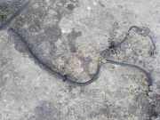 Kraftstoffrohr RENAULT LAGUNA I (B56_, 556_) 2.2 D (B56F/2)