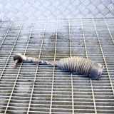 Spurstange links TOYOTA HILUX VII Pick-up (_N1_, _N2_, _N3_) 3.0 D-4D 4WD (KUN26) N/A