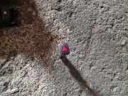 Schalter für Warnblinker Volvo S80 II (124)