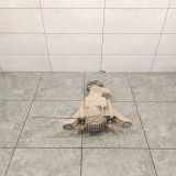 Differenzialgetriebe hinten