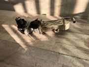 AGR-Kühler VW GOLF VI (5K1) 1.2 TSI 03L131512C