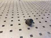 Einparkhilfe hinten AUDI A5 Cabrio (8F7) 3.0 TDI quattro 420919275