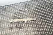 Gerader Querlenker vorne rechts VW PHAETON (3D_) 3.0 V6 TDI 4motion