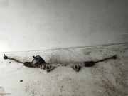 Lenksäule Nissan Leaf (ZE0) 3NA0DVD