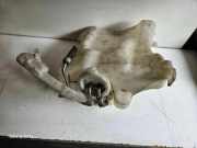 Fensterwaschtank MERCEDES-BENZ C (W203) C 220 CDI (203.006) 2038600160