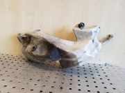Fensterwaschtank AUDI A4 Cabrio (8H7, B6, 8HE, B7) 2.5 TDI 8E5955451H