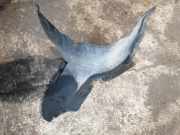 Innenkotflügel vorne rechts VW GOLF PLUS (5M1, 521) 1.9 TDI 1K0805974C