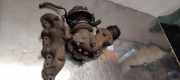 Turbolader OPEL VECTRA B Hatchback (38_) 2.0 DI 16V
