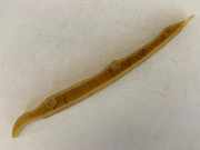 Spannschiene für Steuerkette Audi Q5 (8R) 06K109469M