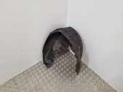 Radhaus links hinten Renault Grand Scenic III (JZ)