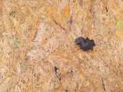 Spiegeleinstellschalter RENAULT LAGUNA II (BG0/1_) 1.9 dCi (BG08, BG0G) 8200002442A