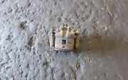 Bremssattel rechts hinten Nissan Patrol GR V Wagon (Y61)