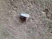 Blinker Kotflügel links Fiat Bravo II (198)