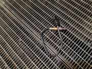Sauerstoffsensor (Lambdasensor) FIAT 500X (334_) 1.6 D Multijet