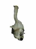 Fensterwaschtank CHRYSLER 300 C (LX) 5.7 04806103AA