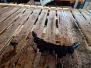 Lenkstockschalter CHEVROLET CAPTIVA (C100, C140) 2.0 D 4WD 22005410