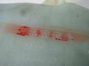 Fensterwaschtank RENAULT KANGOO (KC0/1_) 1.5 dCi 7700308814D