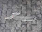 Querlenker hinten rechts OPEL ANTARA 2.2 CDTi 4x4