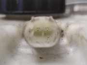 Hauptbremszylinder Mercedes-Benz S-Klasse (W221) A2214300002