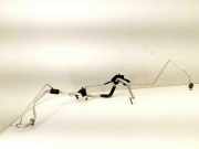 Kondensatorschlauch Toyota RAV 4 IV (A4)