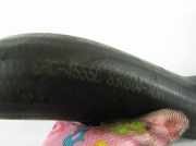 Luftansaugschlauch - vom Ladeluftkühler zum Verteiler OPEL MOKKA / MOKKA X 1.4 830804 CAC4555C