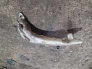 Behälter Scheibenwaschanlage Ford Transit Connect (P*2) 2T1417618AB