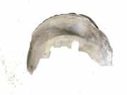 Radhaus links hinten Mercedes-Benz CLS (C218) 2186901530