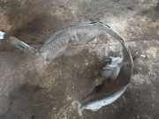 Innenkotflügel vorne links