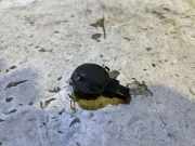 Regensensor NISSAN QASHQAI III (J12) 1.3 DIG-T All-wheel Drive 285352628R