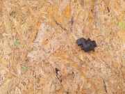 Stellelement für Außenspiegel Renault Laguna II (G) 8200002442A