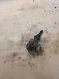 Spark Distributor AUDI 100 (44, 44Q, C3) 2.2