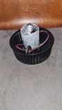 Heizgebläsemotor FORD FIESTA III (GFJ) 1.3 Cat 96FW18565AF