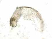 Innenkotflügel hinten rechts MERCEDES-BENZ C Coupe (C205) C 250 (205.345) A2056900830 2056900830