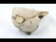 Fensterwaschtank BMW 3 Touring (E36) 316 i 616783607489