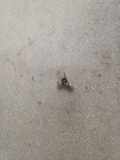 Sonnenschutzhalter VW GOLF IV Van (1J1) 1.9 TDI 4B0857551