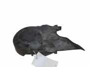 Timing Belt Protection Cover VW CADDY III Furgon (2KA, 2KH, 2CA, 2CH) 1.9 TDI 045109107F