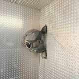 Radhaus links vorne Mercedes-Benz C-Klasse T-Modell (S203) A2038840522