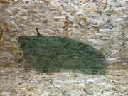 Türscheibe rechts vorne Jaguar F-Type Coupe (QQ6) 43R000055