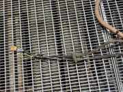 Battery Charging Cable VW ID.3 (E11) Pro 10A971531BB