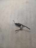 PUMPE SCHEIBENWASCHANLAGE VW TOURAN (1T1, 1T2) 2.0 TDI 16V 3028143