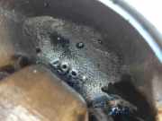 Kolben VW TOURAN (1T3) 2.0 TDI 038KK 038KJ