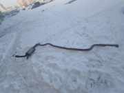 Auspuffanlage hinten BMW 3er Touring (F31) 8518877