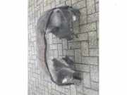 Radhaus Alfa Romeo Giulia 952 50532071