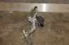 0114370GM0000 Wischermotor vorne SEAT Ibiza III (6L) 602 955 119 A BOY Bild 0114370GM0000 Wischermotor vorne SEAT Ibiza III (6L) 602 955 119 A BOY