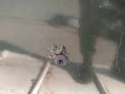 Waschwasserdüse Scheibenreinigung Volvo V40, I 1995.07 - 2000.07 Gebraucht,