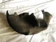 Radhausschale - Hinten Linke Honda Insight, II 2009.01 - 2011.12 Gebraucht,