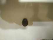 Waschwasserdüse Scheibenreinigung Renault Scenic, I 1999.09 - 2003.06 facelift Gebraucht,