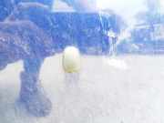 Waschwasserd?se Scheibenreinigung Nissan Almera, N16 2003.01 - 2006.12 facelift Gebraucht,